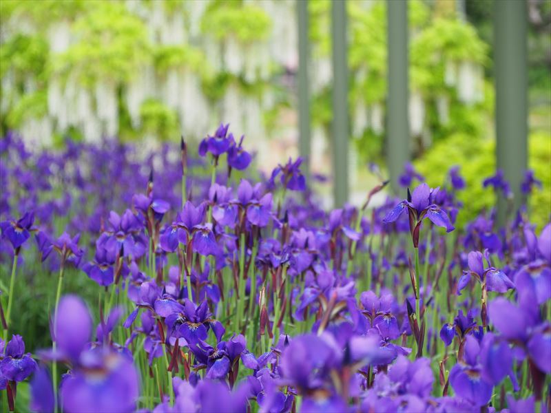 GW、浜松フラワーパークはバラが一番きれい！色とりどりの薔薇が楽しめます。