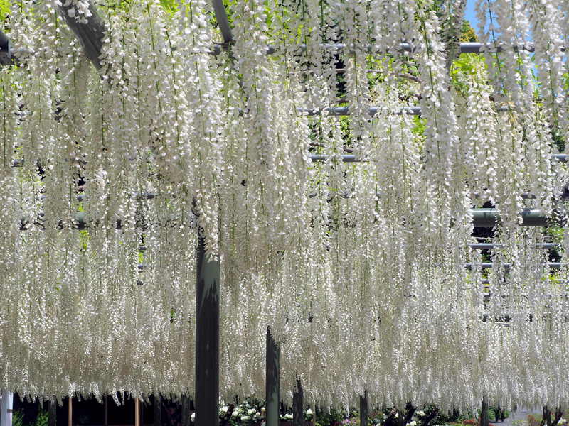 はままつフラワーパークの藤の花が見ごろ！ 咲き乱れる藤棚の見事さは必見です