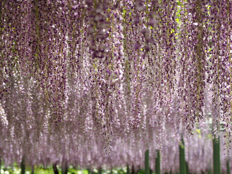 はままつフラワーパークの藤の花が見ごろ！ 咲き乱れる藤棚の見事さは必見です