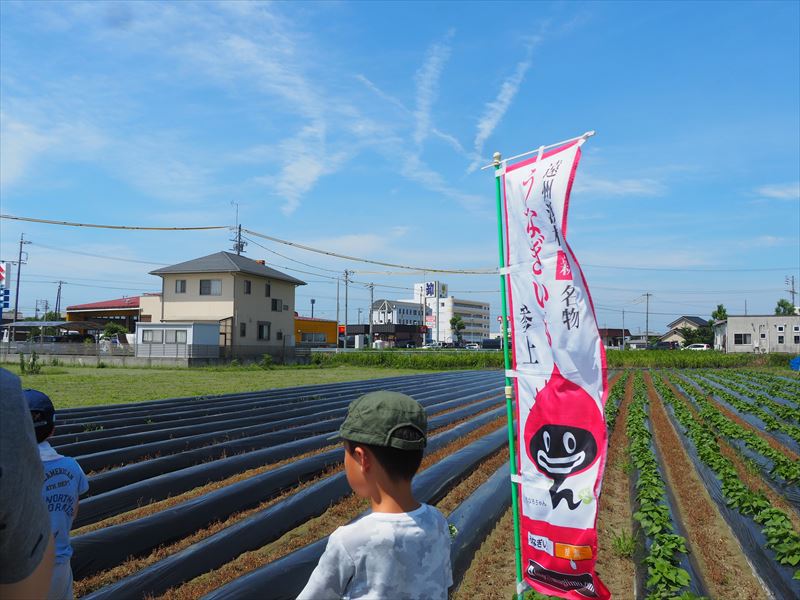5月12日（土）「うなぎいも苗の植えつけ」体験、参加者募集開始！