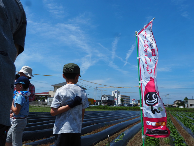 太陽の下で汗をかきながら農業体験するのはすがすがしい！うなぎいもの苗付け体験