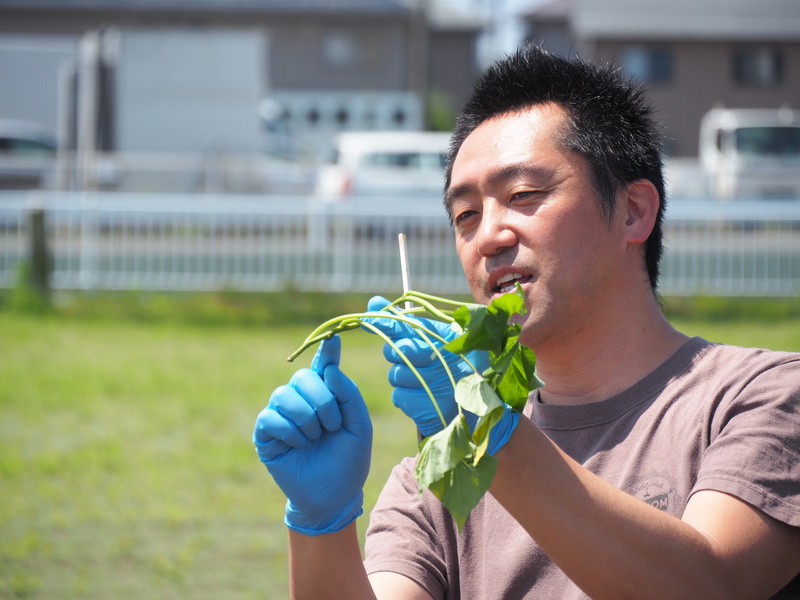 太陽の下で汗をかきながら農業体験するのはすがすがしい！うなぎいもの苗付け体験