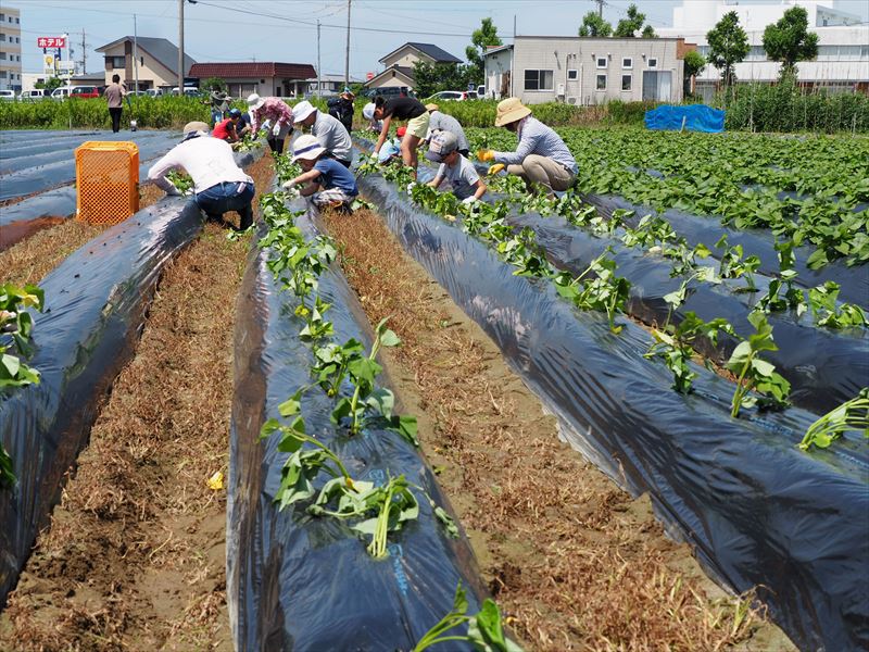 5月12日（土）「うなぎいも苗の植えつけ」体験、参加者募集開始！