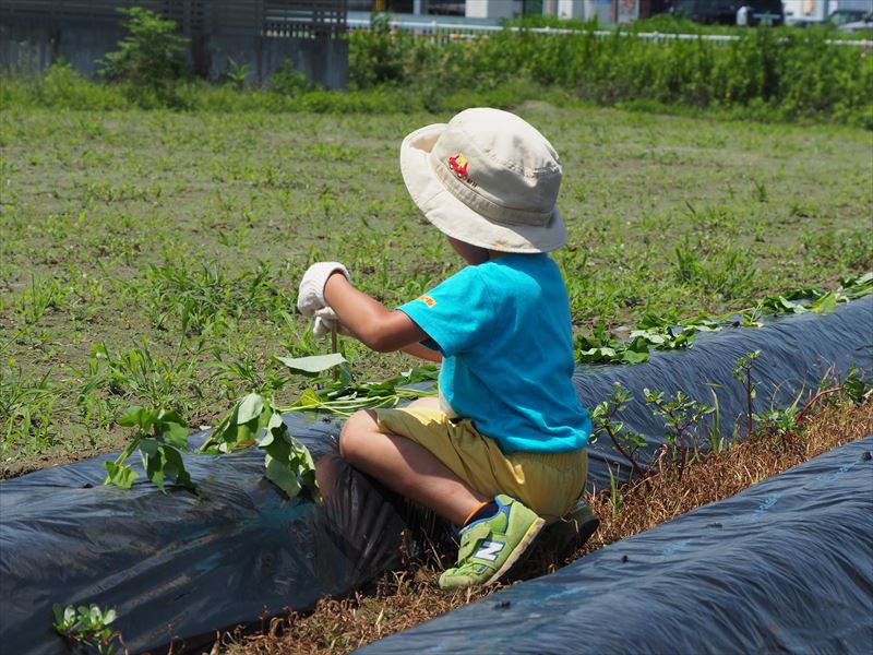 5月12日（土）「うなぎいも苗の植えつけ」体験、参加者募集開始！