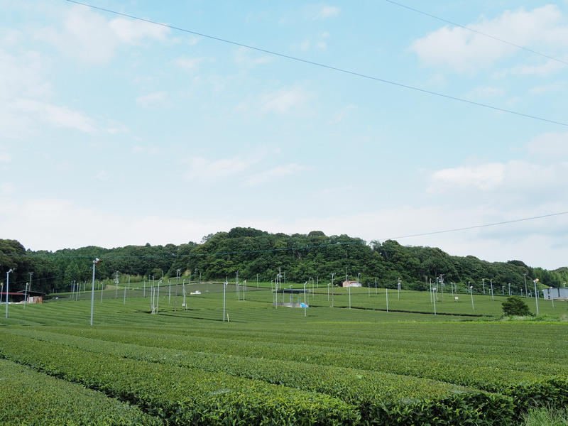 袋井茶といえば！な「西村農園」さんへ訪問して、きれいな茶畑を見てきた