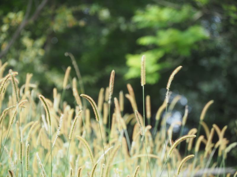 秋の雰囲気漂う竜洋昆虫公園を散策する