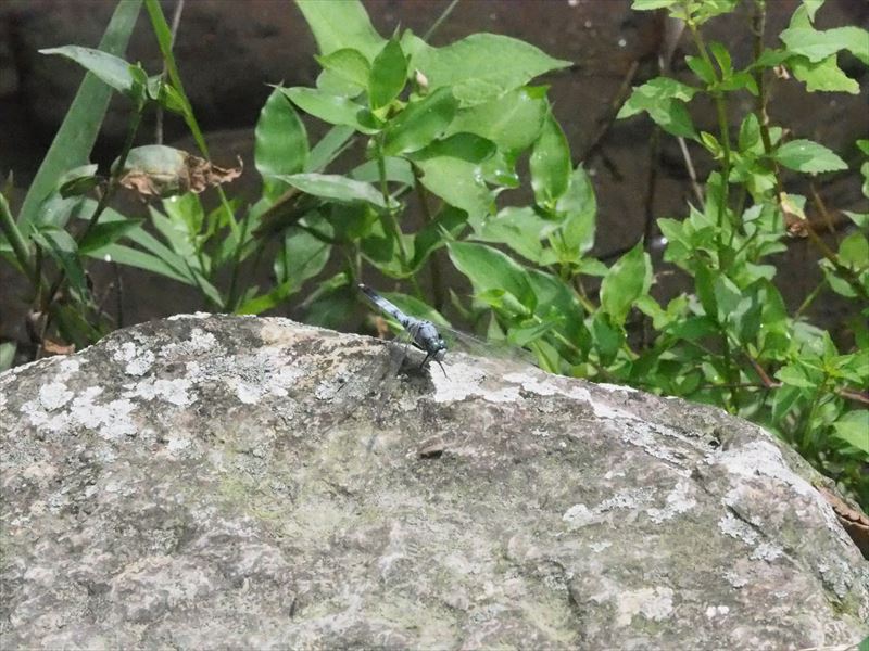 秋の雰囲気漂う竜洋昆虫公園を散策する