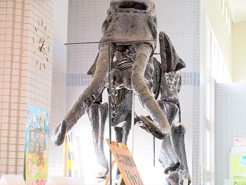 【まさかのナウマン】「伊佐見協働センター」にはナウマン象の巨大化石模型があってビックリ！