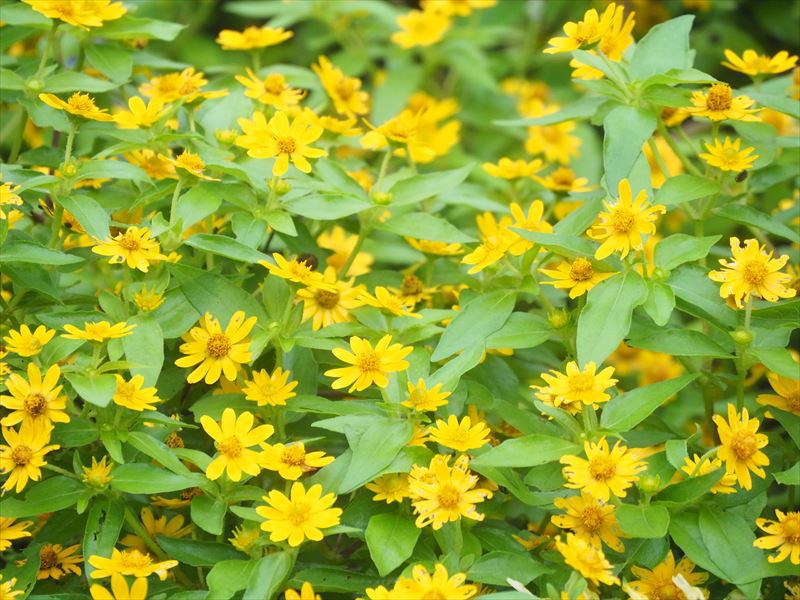 浜名湖ガーデンパークのきれいな花を撮影して腕を磨く！