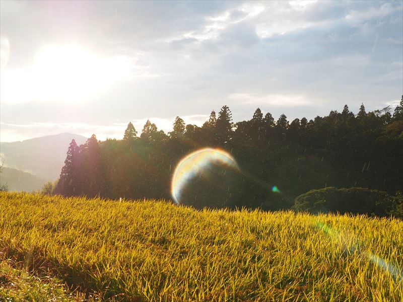 西の空に太陽が輝いている田んぼで雨が降ると、キラキラ輝く稲の姿が美しすぎる！