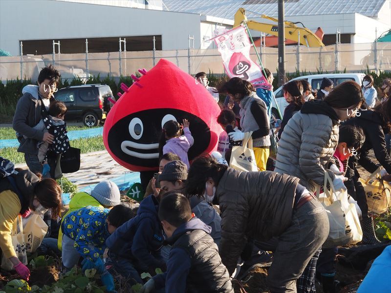 大人も子供も笑顔いっぱいの「うなぎいも」の芋掘り