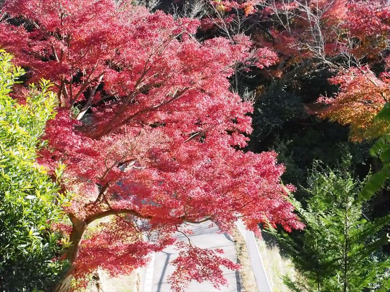 可睡斎＠袋井市の紅葉があまりにも見事で見事で！