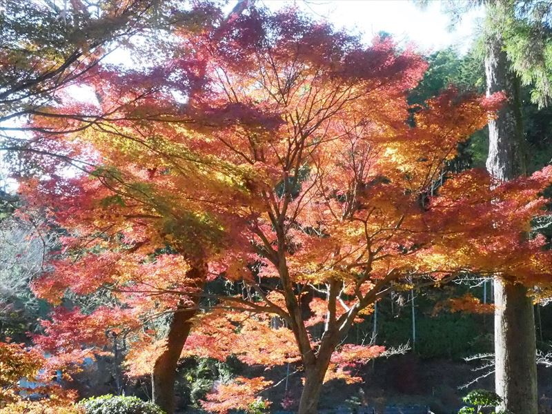 可睡斎＠袋井市の紅葉があまりにも見事で見事で！