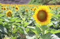 気を付けましょう！