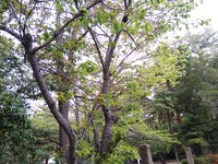 【出張ひろばお休み】ここみこもれび広場＠青少年の家 2020/04/10 09:24:03
