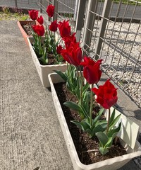 4月・5月ここみの相談日