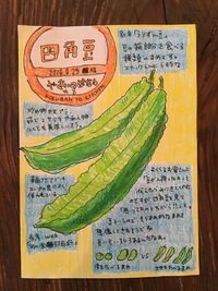 やさいのはなし♯8  四角豆 2016/09/25 13:37:30
