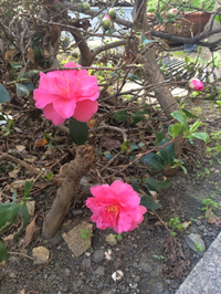 街路樹の花が 2014/11/07 14:35:12