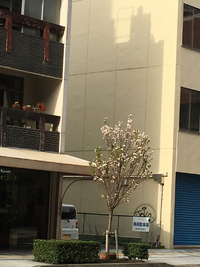 街路樹の桜 2016/04/09 16:33:43