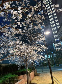 夜桜..