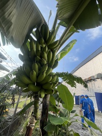 Indonesia出張