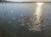 カモメと牡蠣が・・・ 2021/03/23 08:12:33