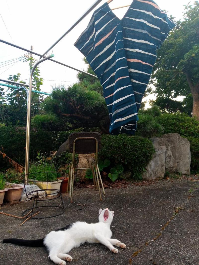 まだまだ暑いですね。。。