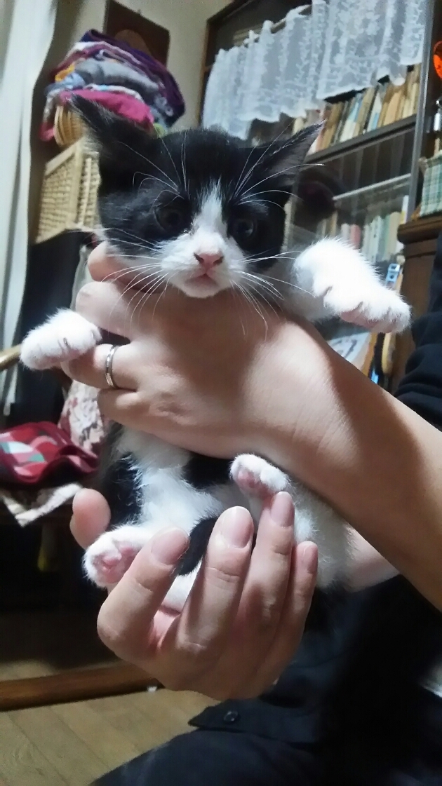 猫と近所の仔猫