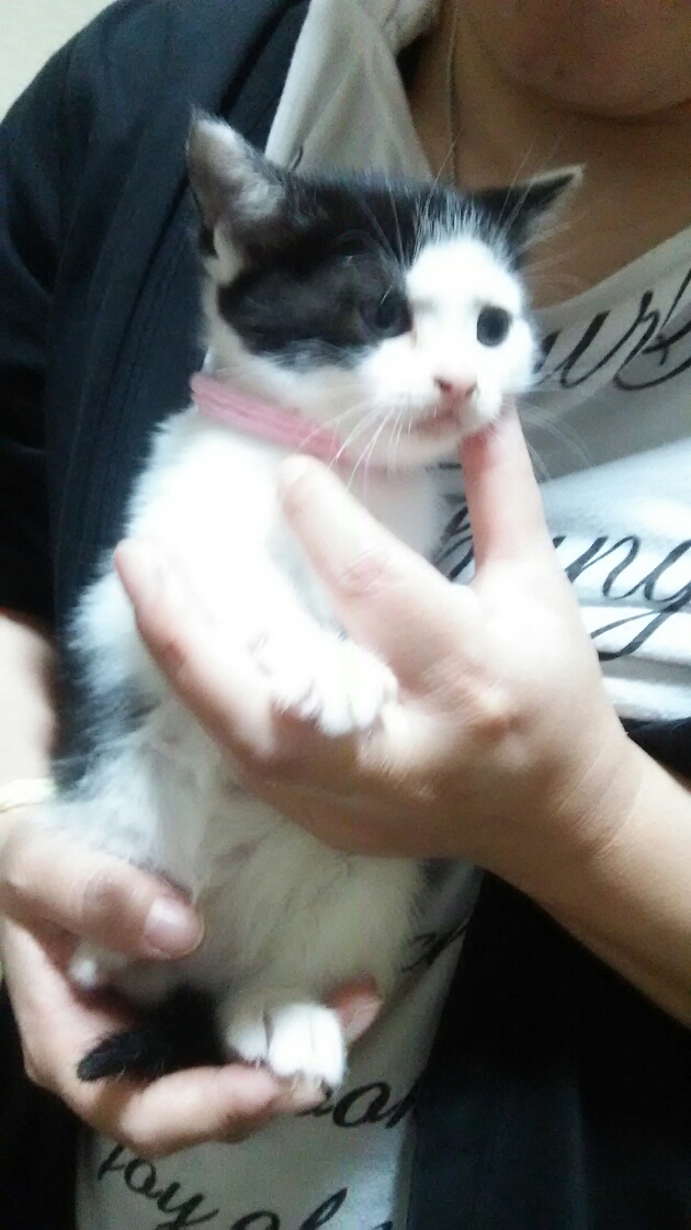 猫と近所の仔猫