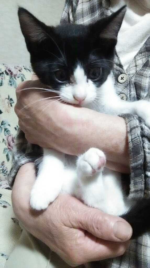 仔猫の話