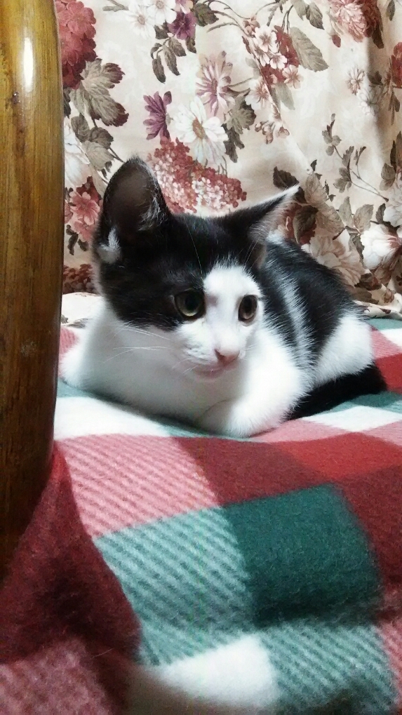 仔猫の話