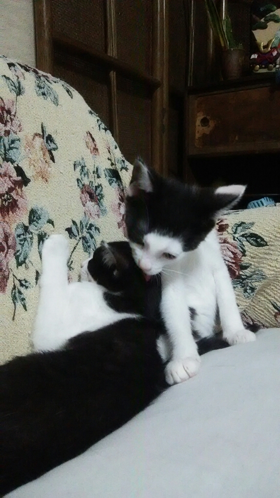 仔猫の話