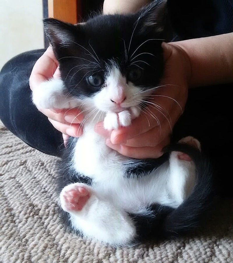 猫と近所の仔猫