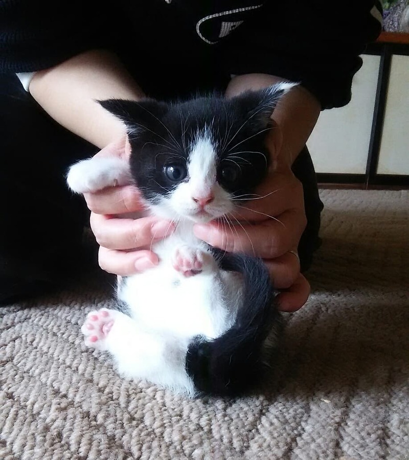 猫と近所の仔猫