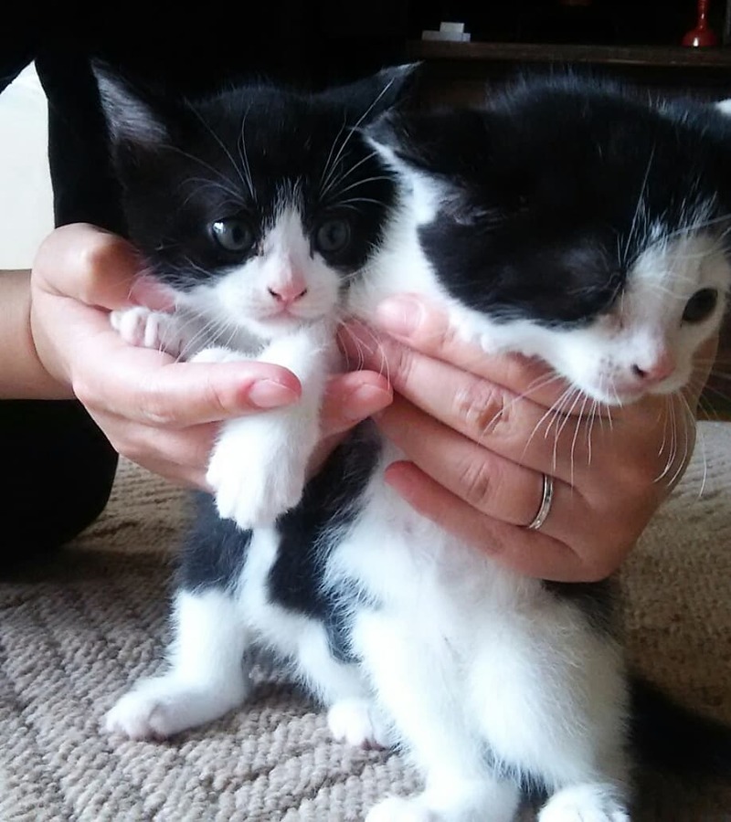 猫と近所の仔猫
