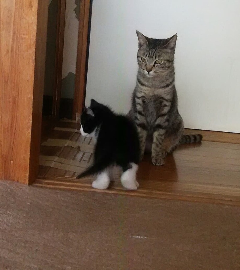 猫と近所の仔猫