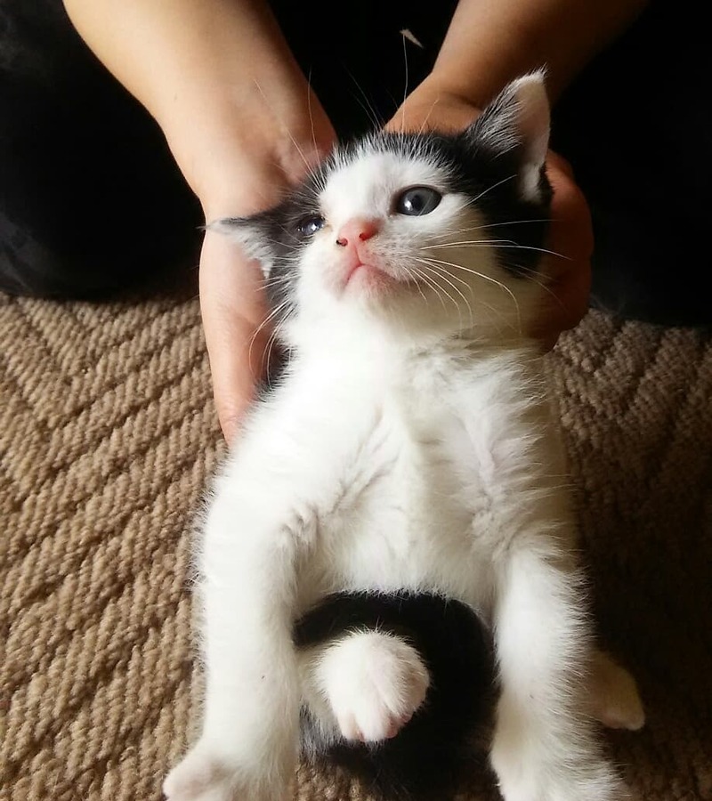猫と近所の仔猫