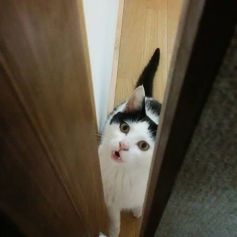 猫と近所の仔猫