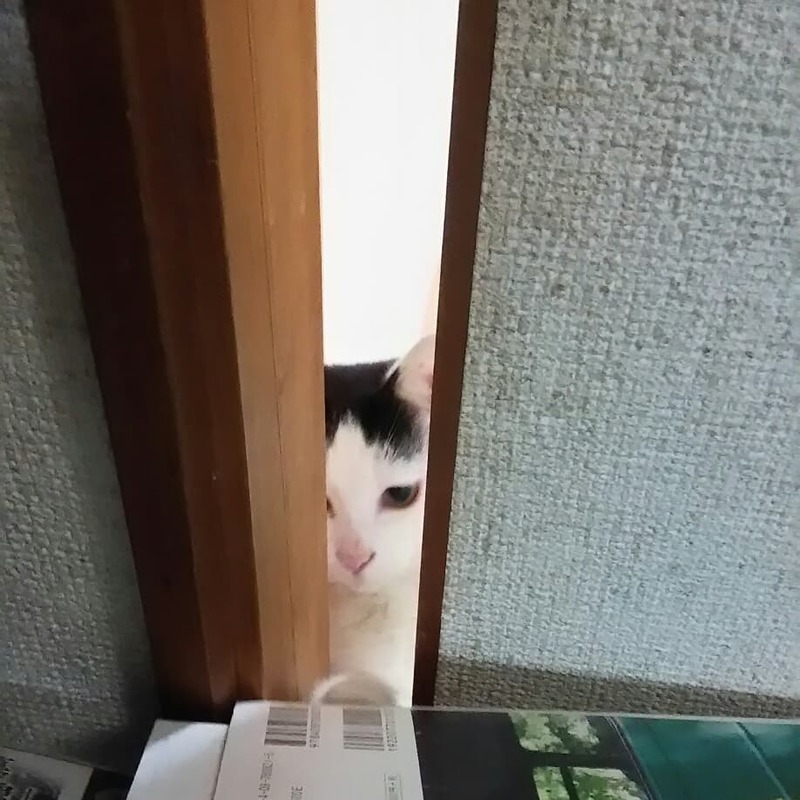 猫と近所の仔猫