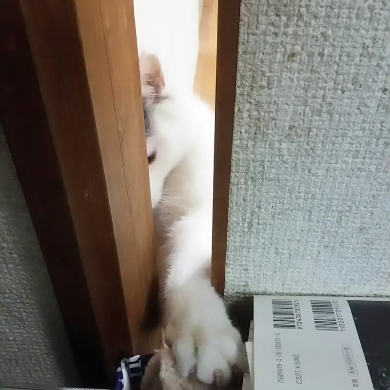 猫と近所の仔猫