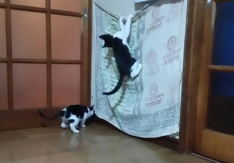 仔猫の話