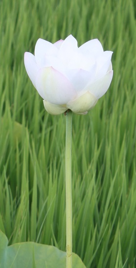 れんげ