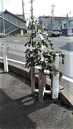 見付天神のミシバがありました