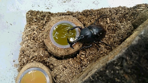 草の根　いきものがかり