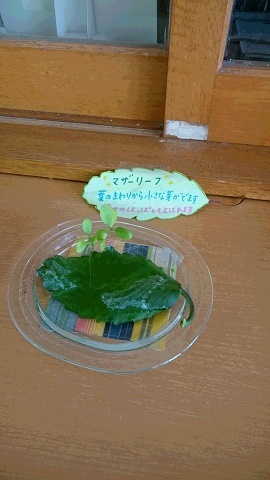 マザーリーフって知っていますか？