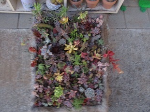 草の根の花壇＆多肉植物