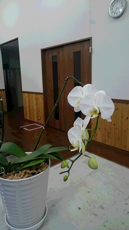胡蝶蘭が咲きました！