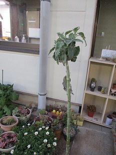 草の根の花壇＆多肉植物