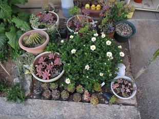 草の根の花壇＆多肉植物