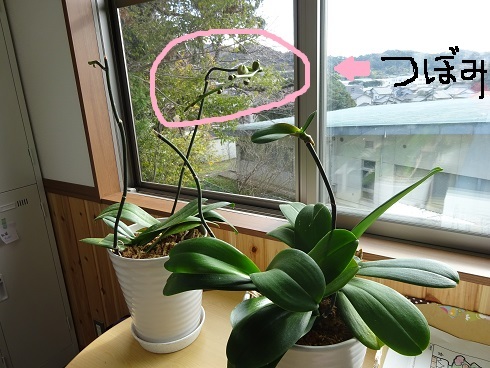 胡蝶蘭が咲きそうです(=^・^=)